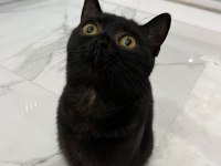 1 tane british shorthair 1 tane british longhair