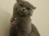 British shorthair kızımıza yeni yuva arıyoruz