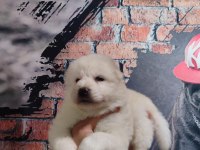 Samoyed bebekler için acele edin