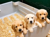 Safkan Golden Retriever Yavrular