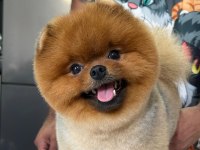 15 aylık kusursuz erkek teddy bear surat pomeranian