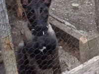 Güzel maskeli malinois yavrumuz yeni yuvasına gitmeye hazır