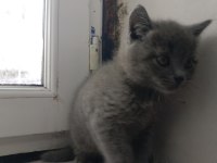 Erkek yavru british shorthair