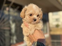 Show kalite tea cup kore maltipoo yavrularmız