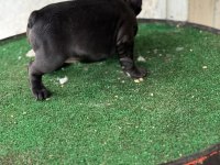 FRANSIZ BULLDOG KÖPEĞİMİZ