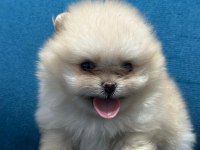 pomeranian yavrularımız