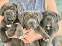 Cane corso kapıda ödemeli çiftlik kredi kartı geçer