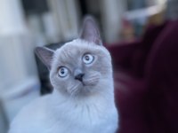 British shorthair ŞiLA yeni yuvasını arıyor