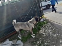 ORJINAL HAS KANGAL YAVRULARI