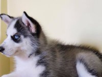 HUSKY SİBİRYA YAVRULARI