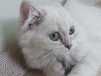 British longhair kızımıza yeni yuva