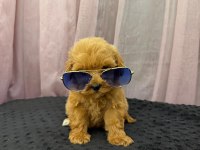 Teddy Face Maltipoo 