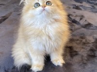 Yüksek kalite golden ny12 dişi british longhair