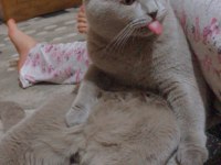 Erkek scottish fold kedimi sahiplendireceğim