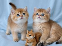 En güzel  ny12 golden british shorthair yavrular