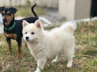 2 Aylık Dişi Tonya Finosu Yavrusu