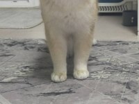 British Longhair Golden Kedim