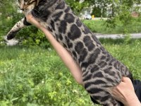 A kalite bengal kedisi erkek