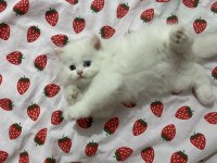 BEYAZ BRITISH LONGHAIR