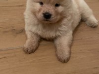 Çin aslanı chow chow
