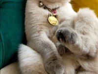 Pamuk prenses scottish fold 2 yaşında