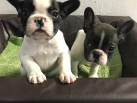 French Bulldog Yavruları