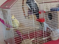 Çift sultan papağanı yumurtalı