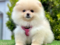 Sevimli Pomeranian Boo Yavrularımız