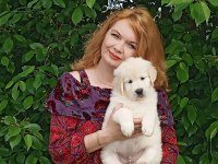 Golden Retriever Gelip Görerek Alabilirsiniz