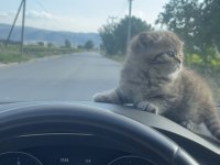 minik yavru kediler
