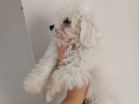 Kore kan maltese yavrularımız teslime hazır