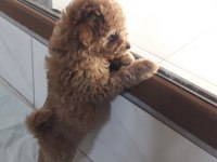 Yeni açılan toy poodle çiftliğimizden garantili yavrular