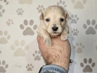 Teacup Üst Kalite Maltipoo Bebeler