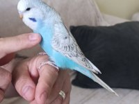 Jumbo Dişi Muhabbet Kuşu