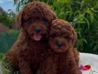 Orijinal toy poodle bebekler