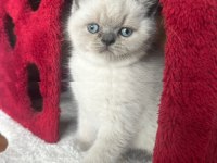 British scottish blue point erkek 45 günlük