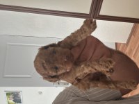 Sağlık Garantili Toy Poodle Yavrular