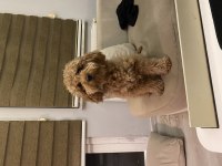 Çok Akıllı 2 yaşında Toy Poodle
