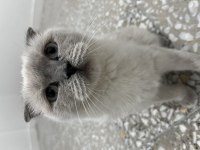Kedimiz Scottish Fold