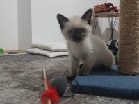 Safkan 3.5 aylık erkek siyam tüm eşyaları ile birlikte