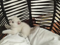 Evimizin minik scottish fold bebekleri
