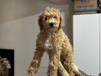 Wc eğitimli maltipoo yavrularımız