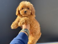 Petmode köpek çiftliğinde ziyarete açık kore maltipoo