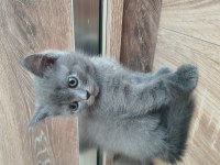 Erkek British Shorthair