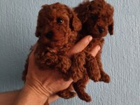 Erkek toy poodle 55 günlük