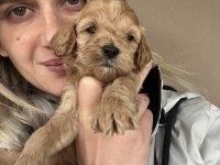 12 Yıllık Üreticiden Maltipoo Yavruları