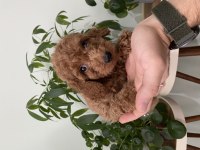 Saf Irk Red Brown Toy Poodle Yavruları