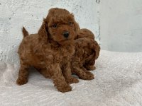 Toy poodle yavruları sağlık garantili