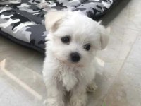 ÇOK ÖZEL BEMBEYAZ MALTESE TERRİER YAVRULARIMIZ
