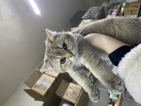 Golden british shorthair